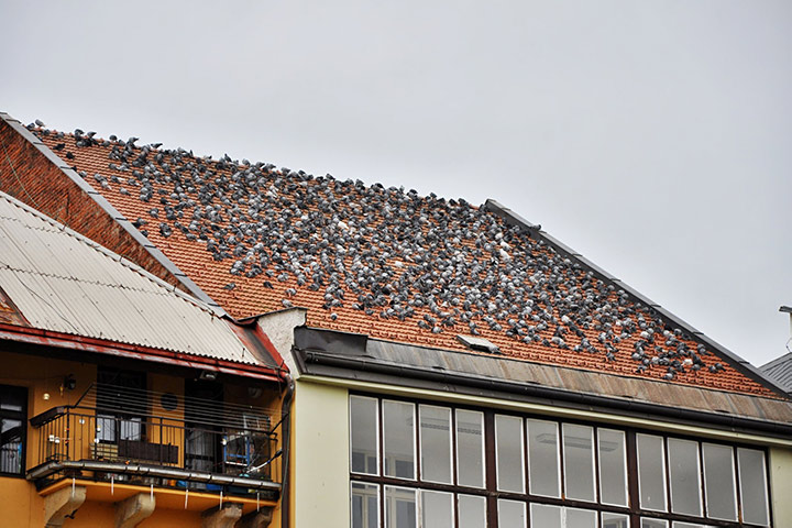 A2B Pest Control are able to install spikes to deter birds from roofs in Bracknell Forest. 