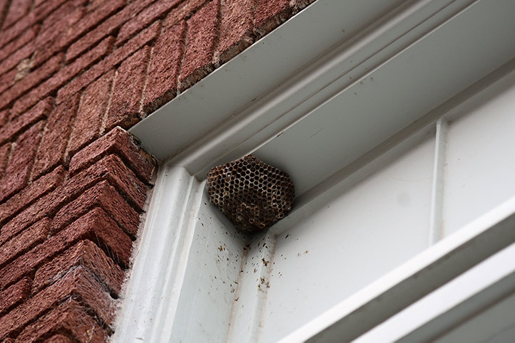 We provide a wasp nest removal service for domestic and commercial properties in Bracknell Forest.